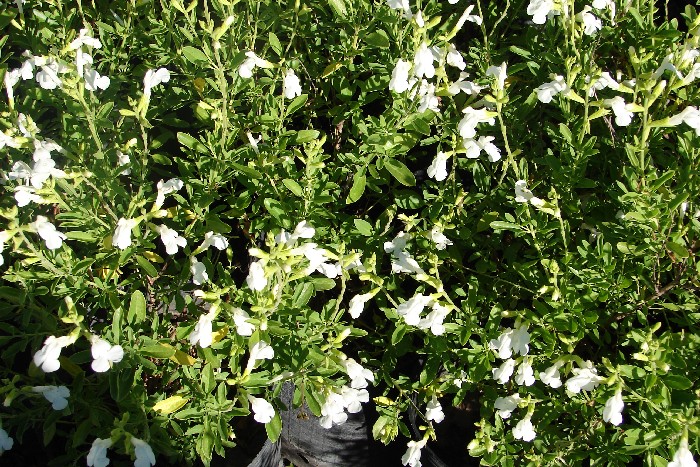 Plantas de Salvia argentea, la Salvia de flores blancas en maceta